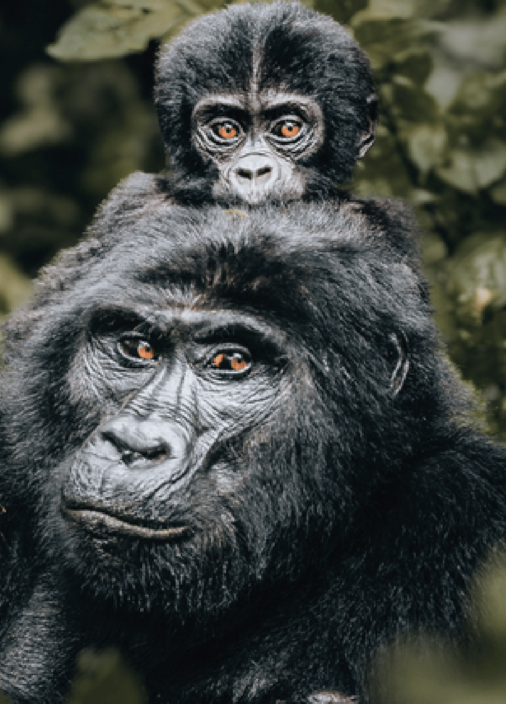 Bwindi Gorilla Trekking